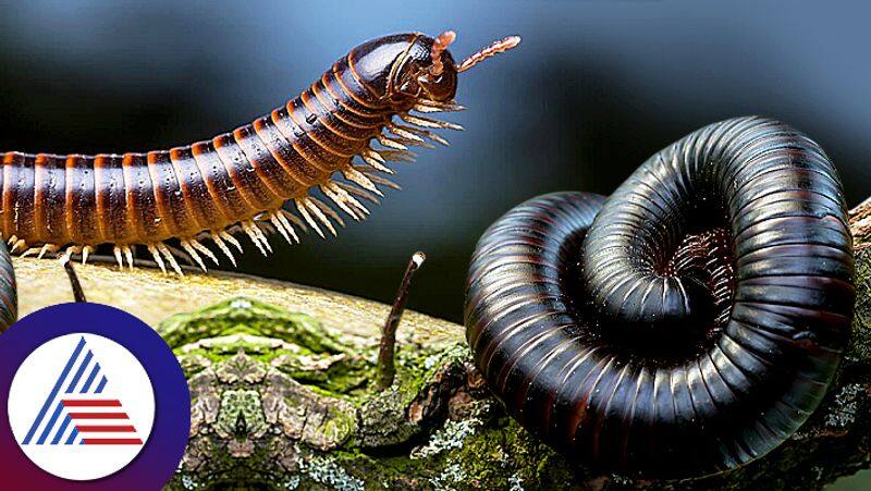 How to get rid of millipede in monsoon pav 