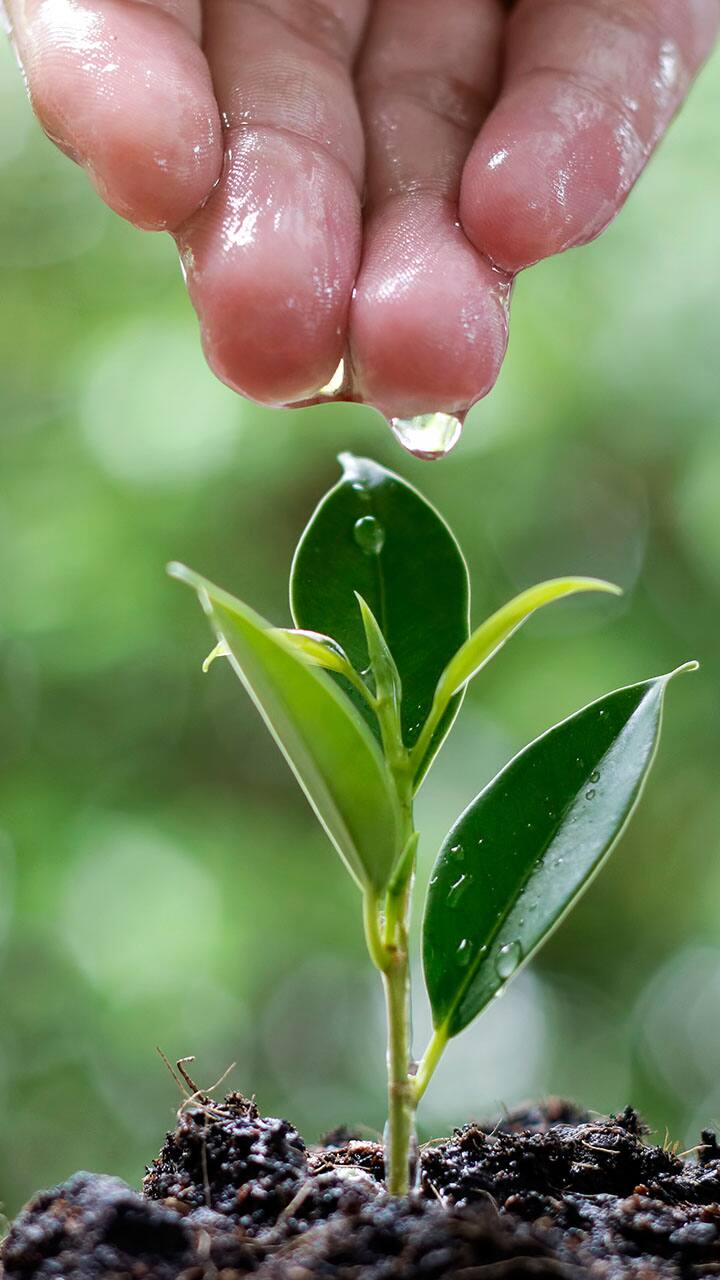 know when how to water your plants