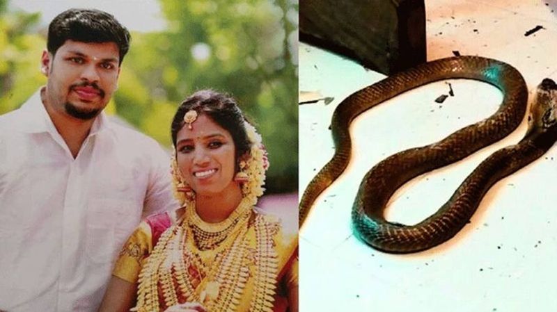 World Snake Day: Kerala snakebite murder, Husband Sooraj sentenced to life for Uthras killing Vin