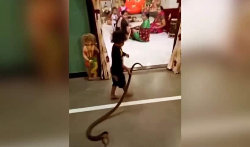 WATCH: Viral video shows child playing with snake at home; netizens joke about return of 'Mowgli'