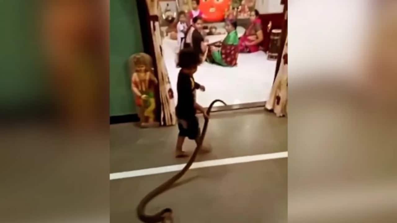WATCH: Viral video shows child playing with snake at home; netizens joke about return of 'Mowgli'