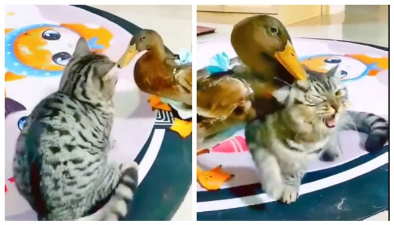 Duck Pecked Cat Both Fight Each Other See Viral Funny Video roo