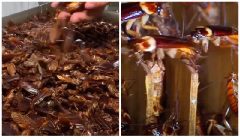 Netizens react to China s cockroach farming video for human consumption bkg