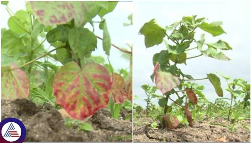 Fake Cotton seed from Telangana, Andhra Pradesh Entered to Yadgir grg 