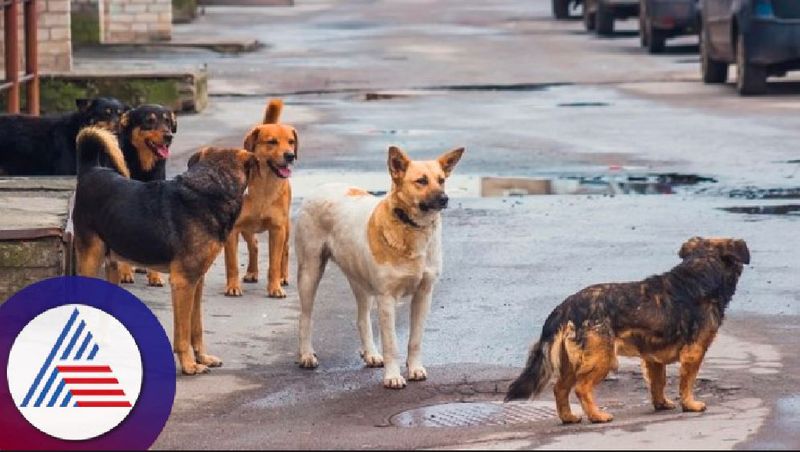 Bengaluru BBMP chooses footpaths to feed stray dogs Public express concern vkp