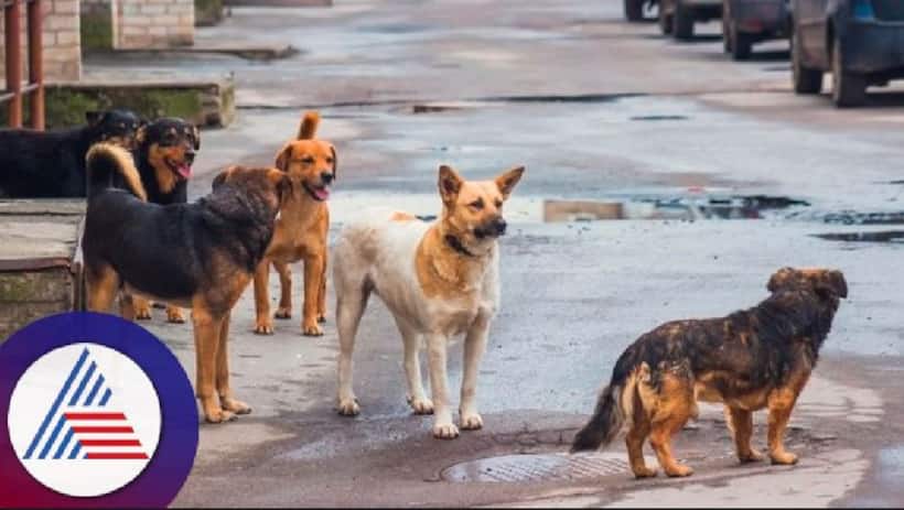 Bengaluru: BBMP chooses footpaths to feed stray dogs; Public express concern