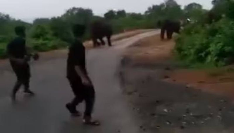 tourists approaching herd of elephants then this is happened rlp 