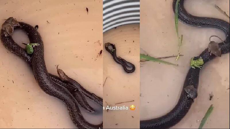 Snake shelters rats and frogs on its own body during floods Old video goes viral again akb