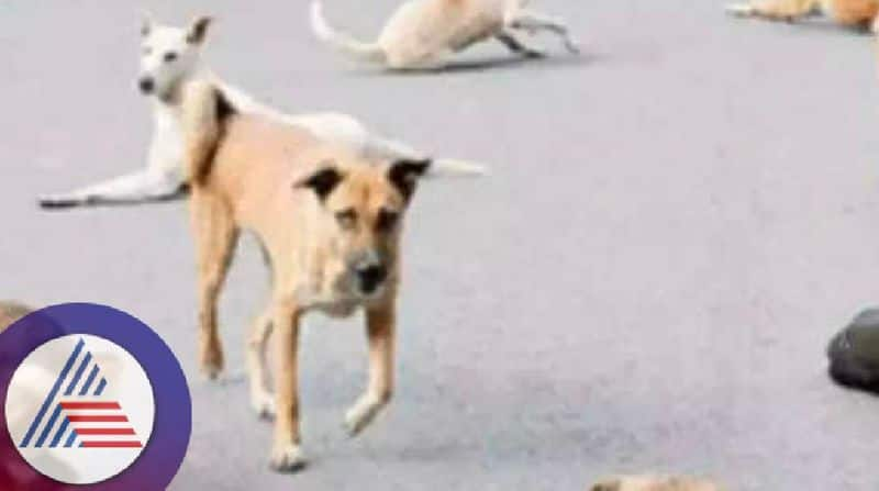 Stray dogs attacked seriously injured child in kikkeri at koppall rav