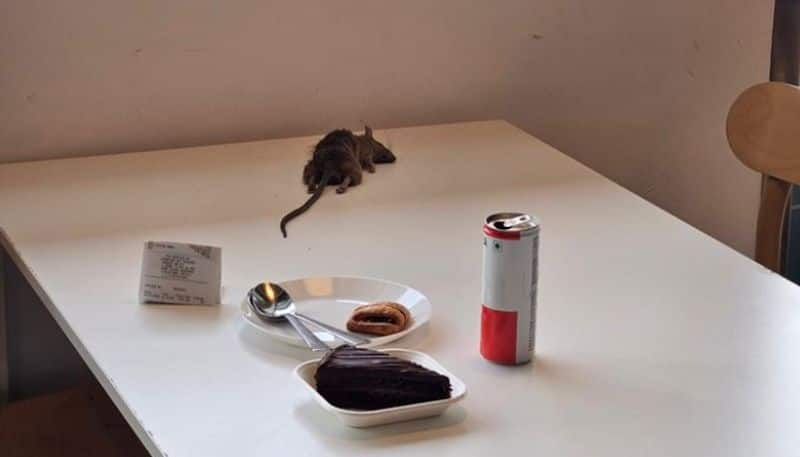 woman shares photos of dead mouse on food table at a restaurant hyp