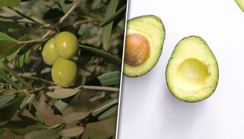 Avocado to Olives: 7 foods containing healthy Fats ATG EAI