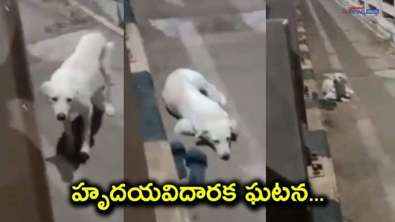 Dog waits for owner in Godavari River AKP