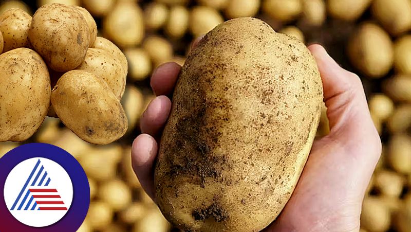 How healthy potato eating and know how to prepare sum