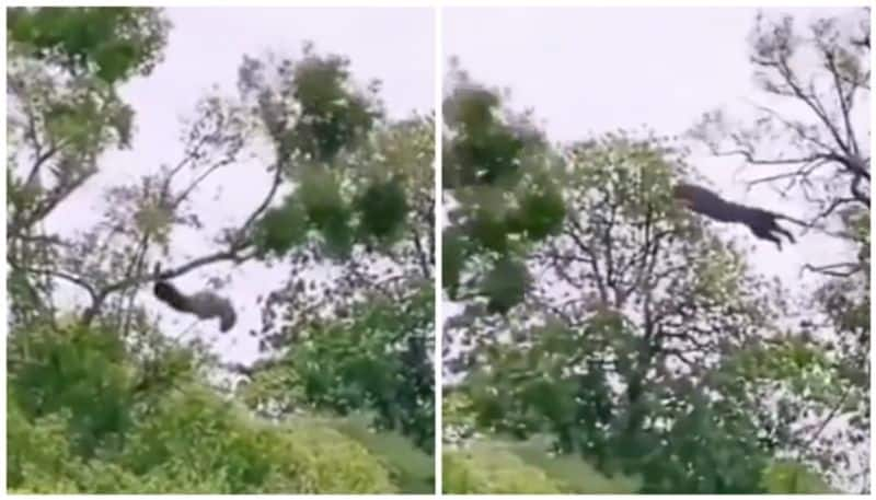 Down in the first jump from a tree then leopard catches monkey by its claws bkg