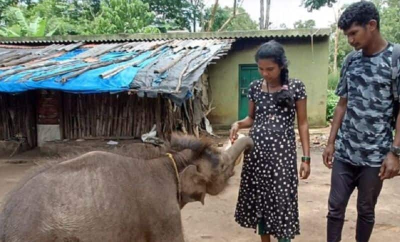 Kavadi couple who supported an orphan baby elephant at chamarajanagar gvd