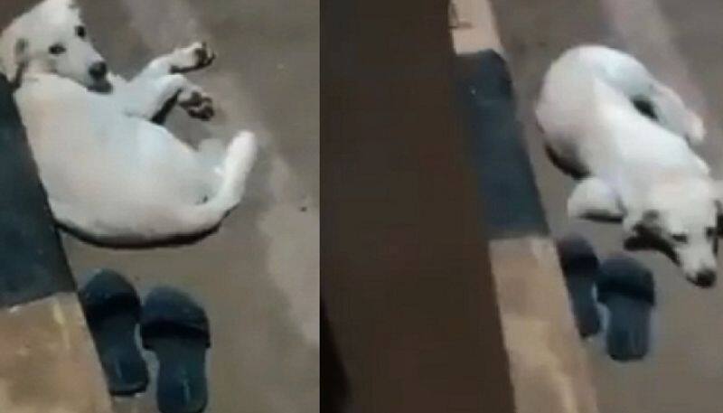 Dog Waits Near Footwear Of Owner Who Died By Jumping Into Godavari River Vin