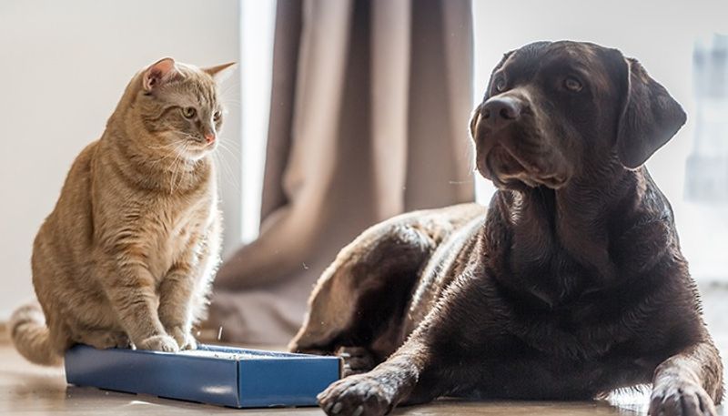 Cat Vs Dog: 7 points to know which is a best pet for YOU RBA EAI