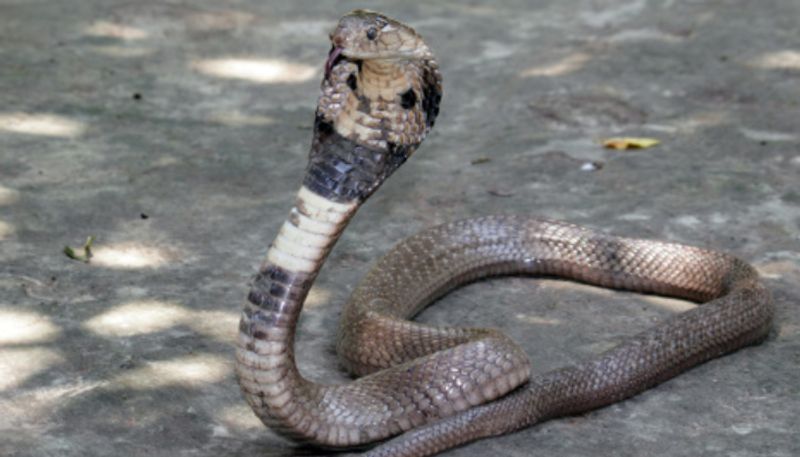 one more person died at snake bite in alleri village in vellore district