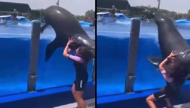 aquarium worker almost crushed under sea lion rlp