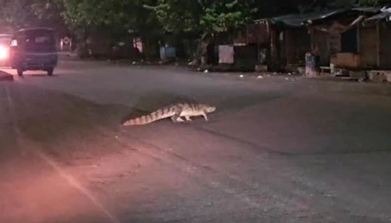 crocodiles on road after heavy rain in kota rajasthan hyp