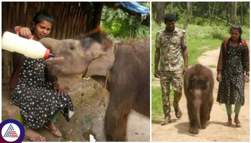 Another Elephant Whisperers story in chamarajanagar couple raising a baby elephant sat