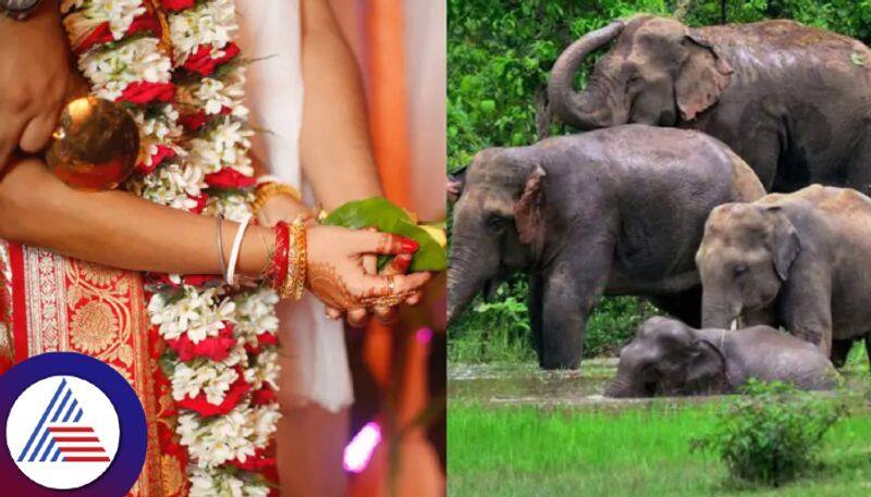 Elephant herd triggers panic at Wedding feast in West Bengal, bride, groom flee on bike Vin