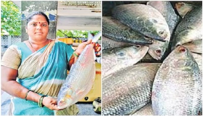 Andhra Pradesh Godavari region famous Pulasa fish is now selling at Rs 20000 per fish san