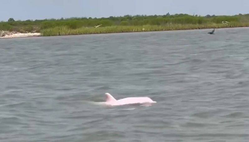 WATCH Rare pink dolphin spotted in Louisiana waters amazes onlookers; video goes viral snt