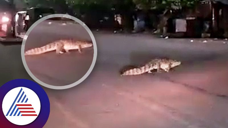 massive crocodile roams on rajasthan s kota streets video goes viral ash