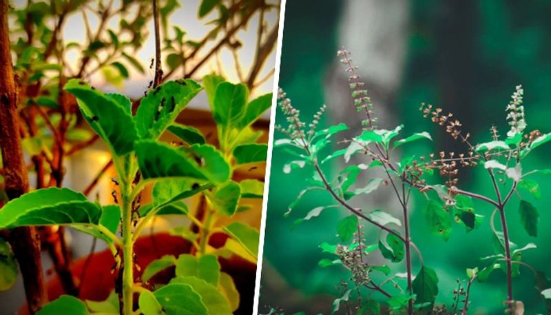 Krishna Tulsi to Rama Tulsi: 6 varieties of Basil offering unique benefits ATG EAI