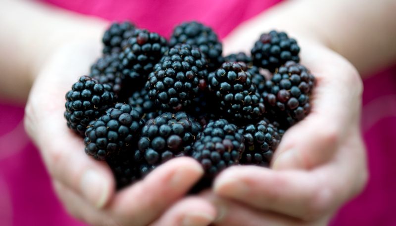 benefits of blackberries you must know azn 