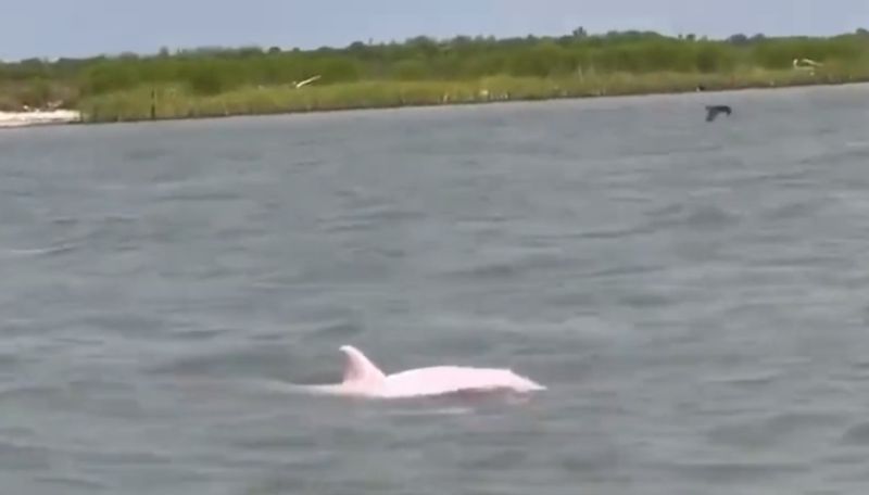 very rare Pink Color Dolphin sighted in Louisiana video on internet went viral