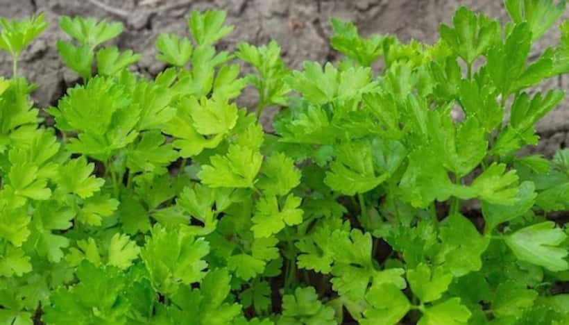 Brightening to Collagen: 5 incredible benefits of Parsley on your Skin