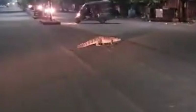 Scary video Crocodile crossing the road Viral video ppp