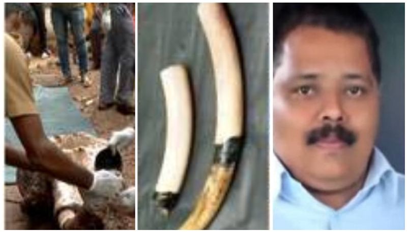 Two persons including the plantation owner who killed and buried the wild elephant surrendered btb