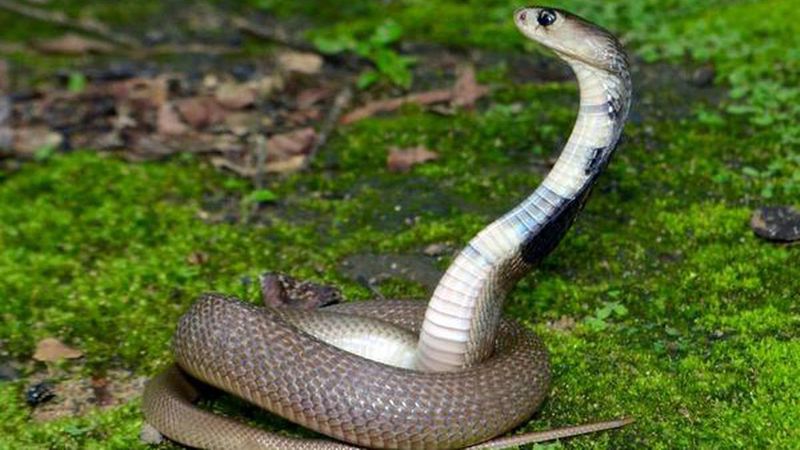 woman kills boyfriend with cobra, flees with new lover in Uttarakhand Vin