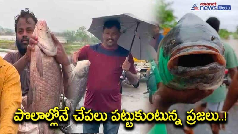 Fishing a flooded river in Karimnagar AKP KNR