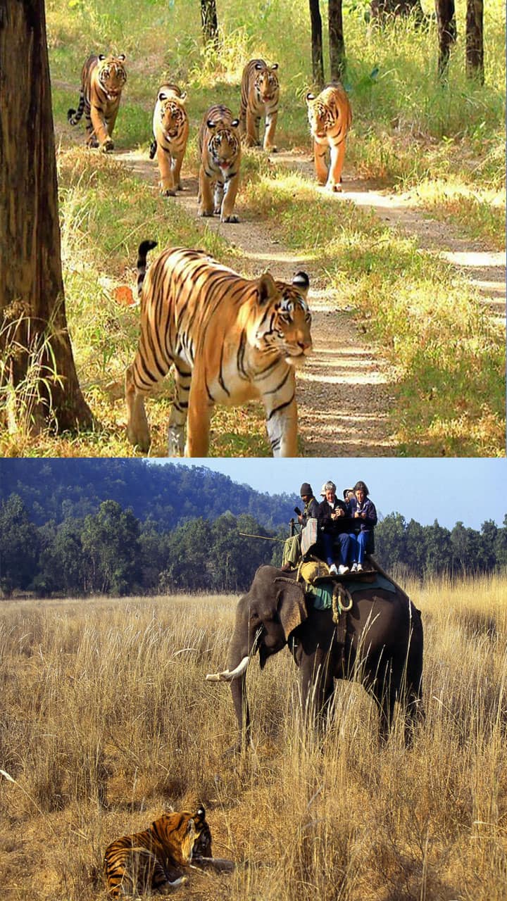 Best places in India for guaranteed tiger spotting pav