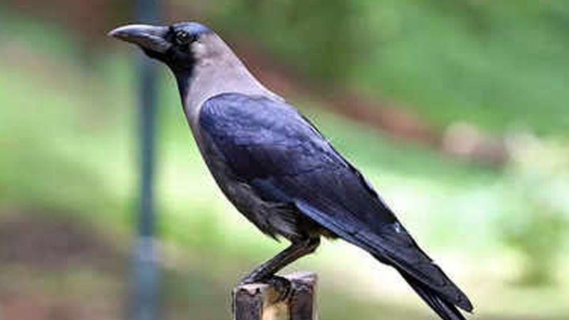 Kenya to cull 10 lakh Indian crows, says report 