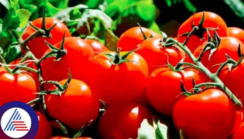 Tomato price hike, Dubai based Daughter brings 10 kg Tomatoes to India Vin