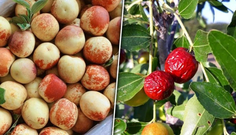 Boosting immunity to digestive health: 5 benefits of eating Jujube ATG EAI