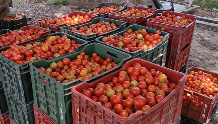 As tomato prices soar, farmer installs cameras on his field to prevent theft