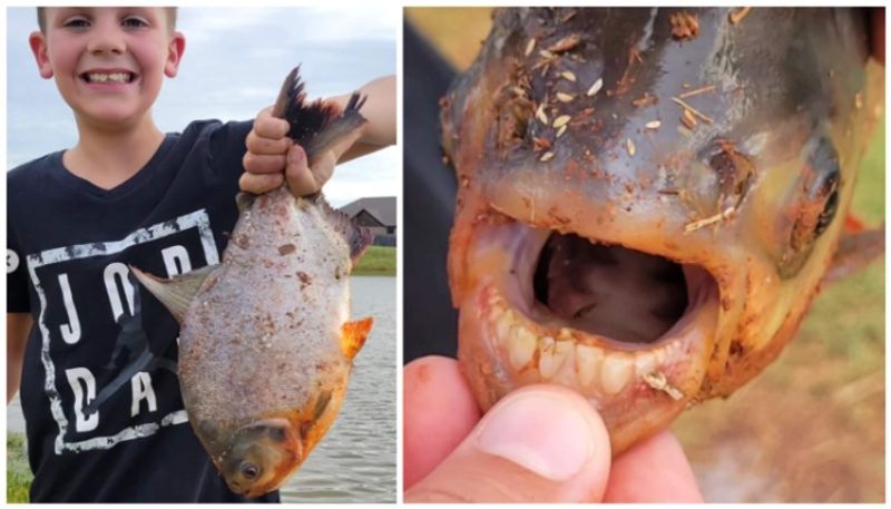 relative of the piranha the pacu fish has teeth similar to human teeth bkg