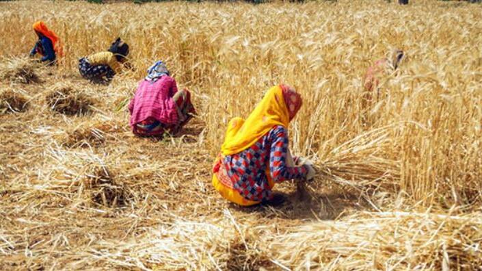 odisha crop