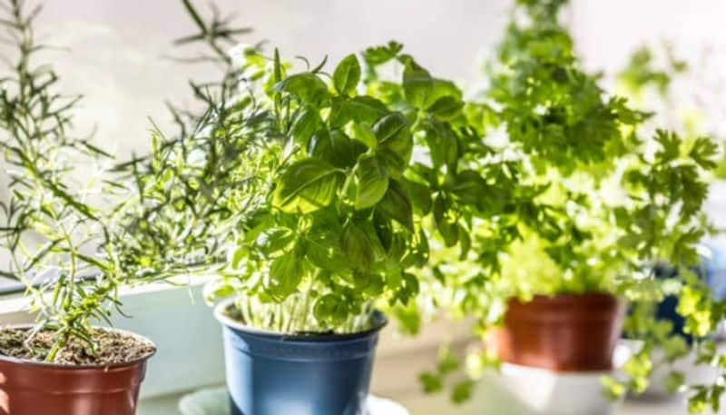 five types of herbs that you can grow in kitchen hyp