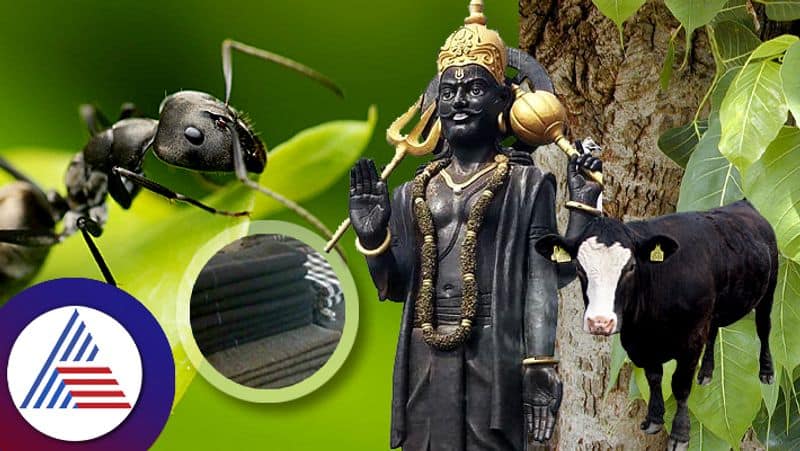 do these remedies to get the grace of lord shani suh