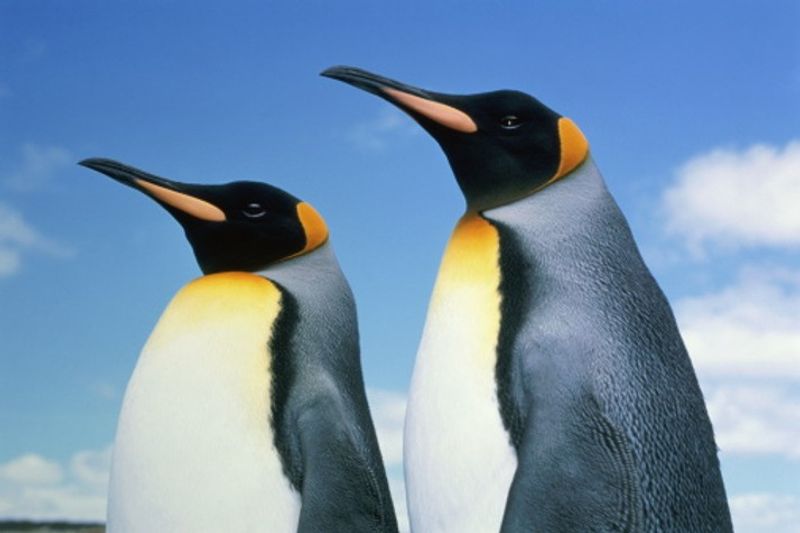 Mystery surrounds death of nearly 2,000 penguins on Uruguay's coast snt