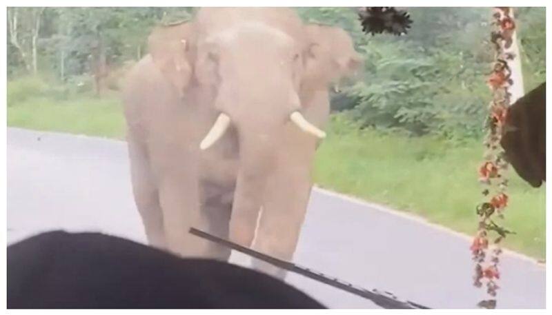 Elephant attack on KSRTC bus nbn