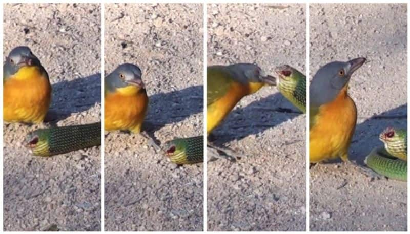 video of bird carved out the eye of the snake that came to attack went viral bkg