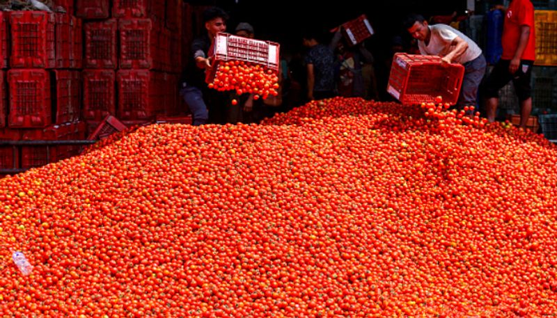 Tomato Prices To Go Down Following New Crop Arrival apk 